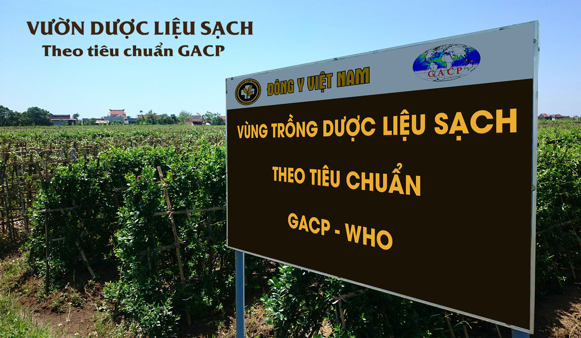 Vườn dược liệu sạch