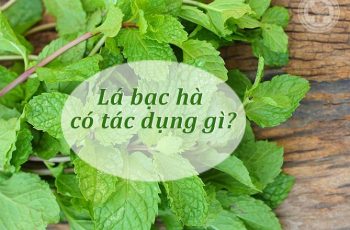 Lá bạc hà có tác dụng gì