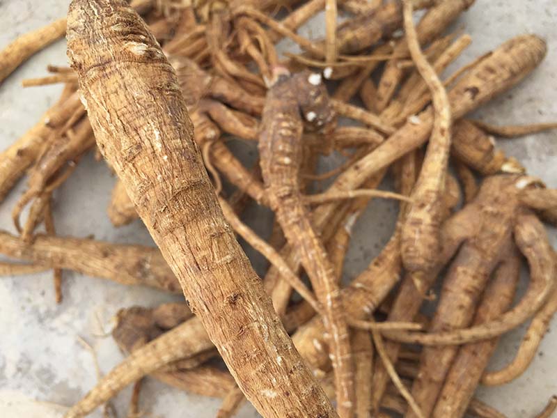 Trong những cây thuốc chữa viêm xoang, Bạch chỉ có khả năng tiêu viêm tiêu độc vượt trội