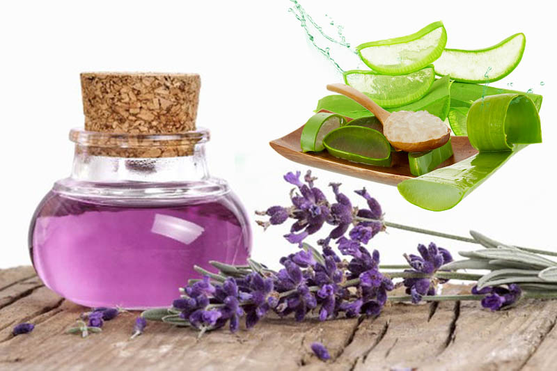Kết hợp nha đam và tinh dầu hoa oải hương để tăng công dụng chữa bệnh