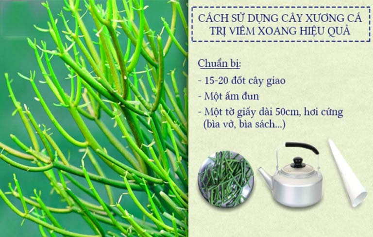 Cách dùng cây giao chữa viêm xoang