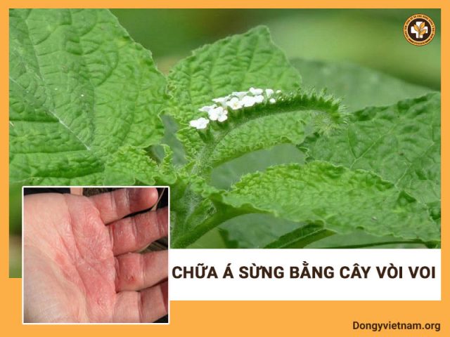 cây vòi voi chữa á sừng