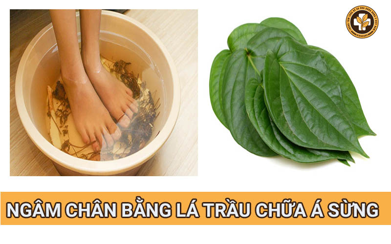 Ngâm rửa bằng lá trầu không cải thiện bệnh á sừng