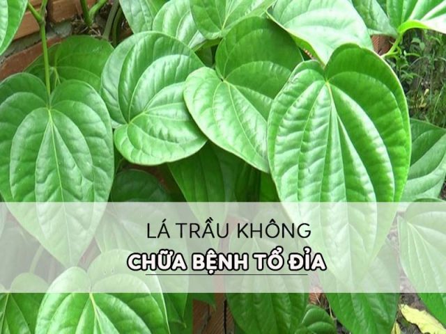 Chữa bệnh tổ đỉa bằng lá trầu không