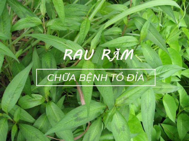 Chữa tổ đỉa bằng rau răm