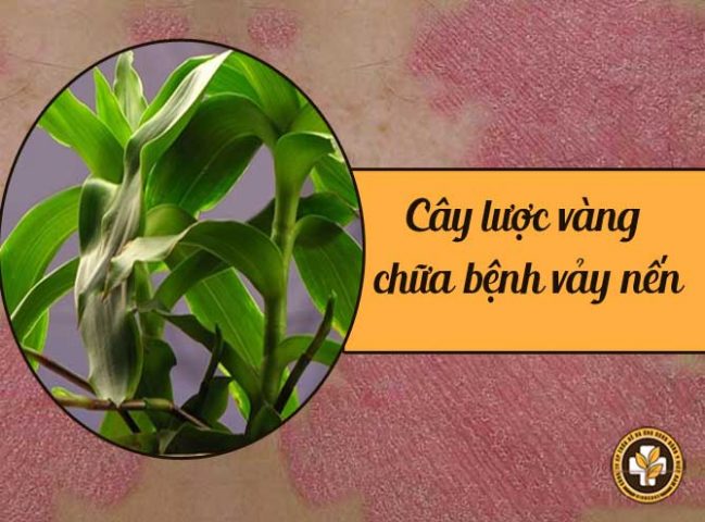 Chữa vảy nến bằng cây lược vàng