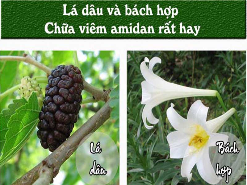 Lá dâu và bách hợp chữa viêm amidan