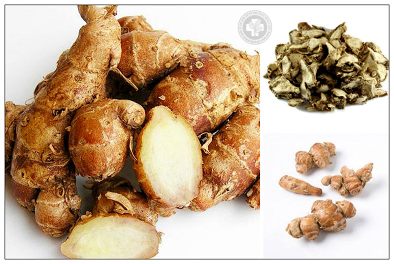 Củ địa liền có thể chữa nhiều bệnh về xương khớp và tiêu hóa