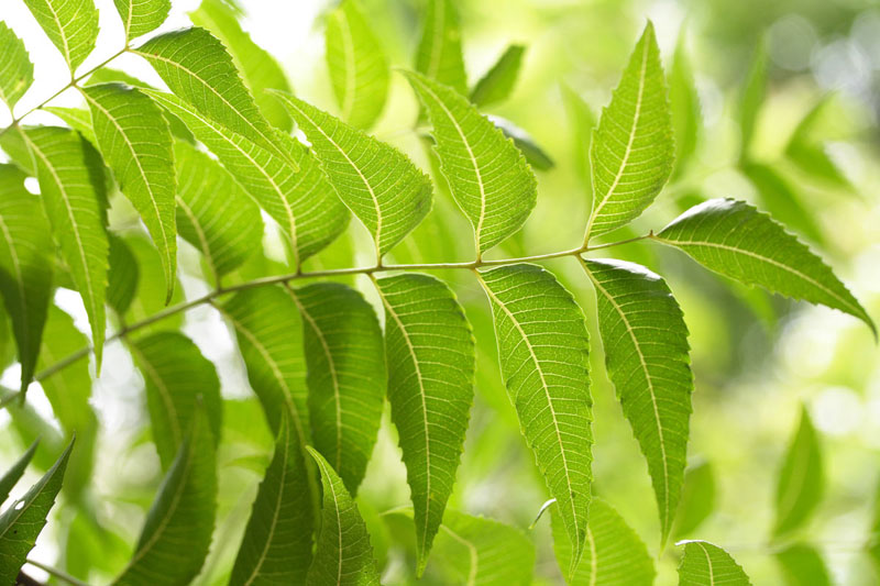 Lá Neem là một thành phần trong kem Sorion