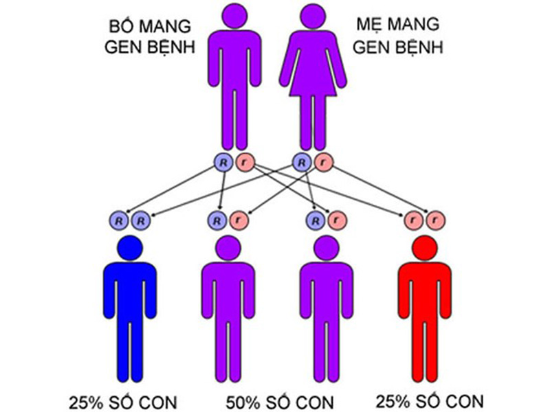 Nếu cả cha và mẹ đều mang gen bệnh, tỷ lệ con cái mắc bệnh sẽ cao hơn