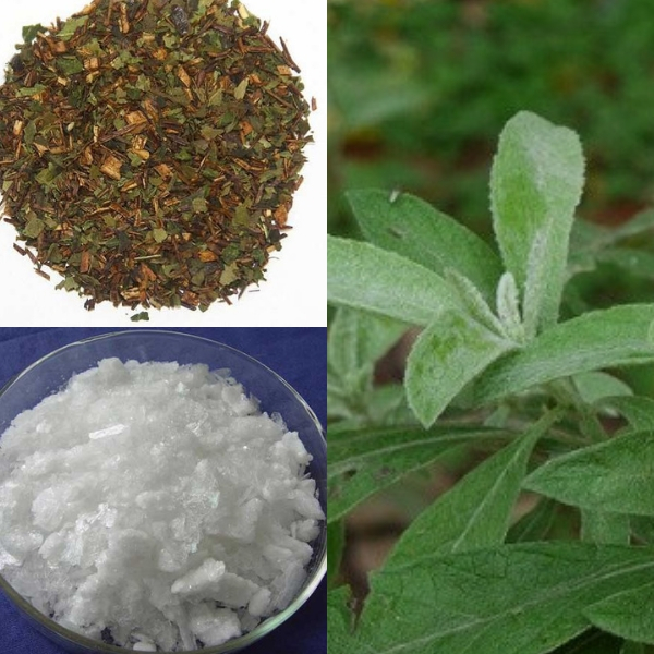 Sử dụng lá đại bi theo đúng liều lượng và chỉ định của bác sĩ