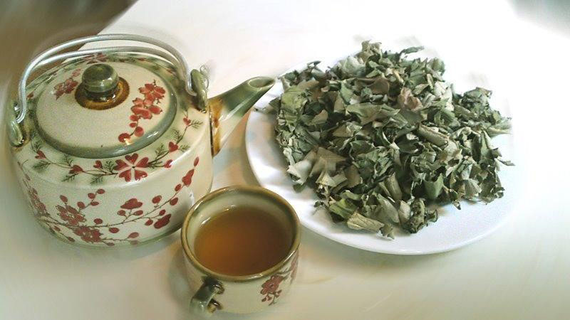 Uống nước lá đại bi hằng ngày để cho hiệu quả thuyên giảm bệnh nhanh nhất