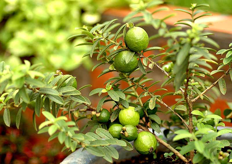 Cây ổi không chỉ là loại cây ăn quả phổ biến mà còn là thảo dược quan trọng