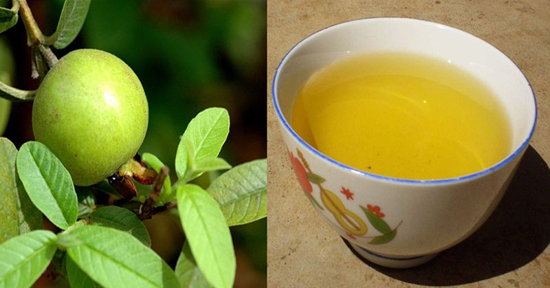 Lá ổi được dùng trong điều trị nhiều bệnh lý