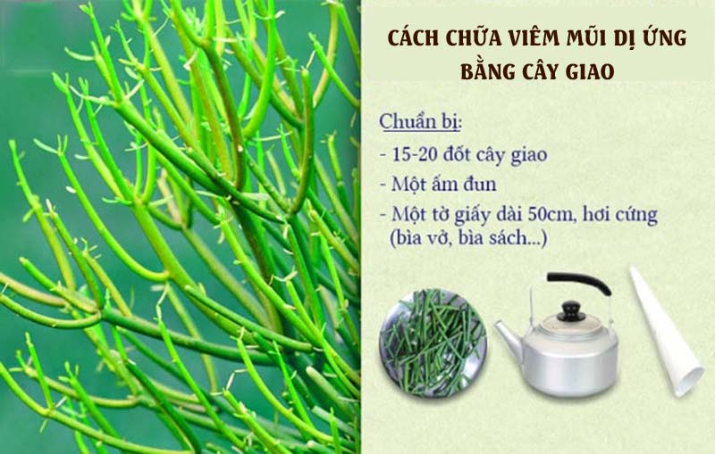 Những nguyên liệu cần thiết để dùng cây giao chữa viêm mũi dị ứng