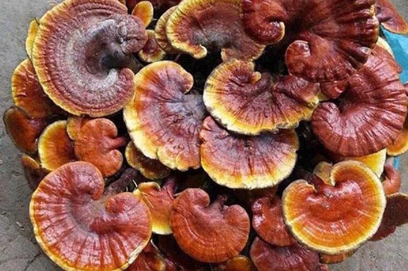Dược liệu sấy khô dễ bảo quản và sử dụng được trong thời gian dài