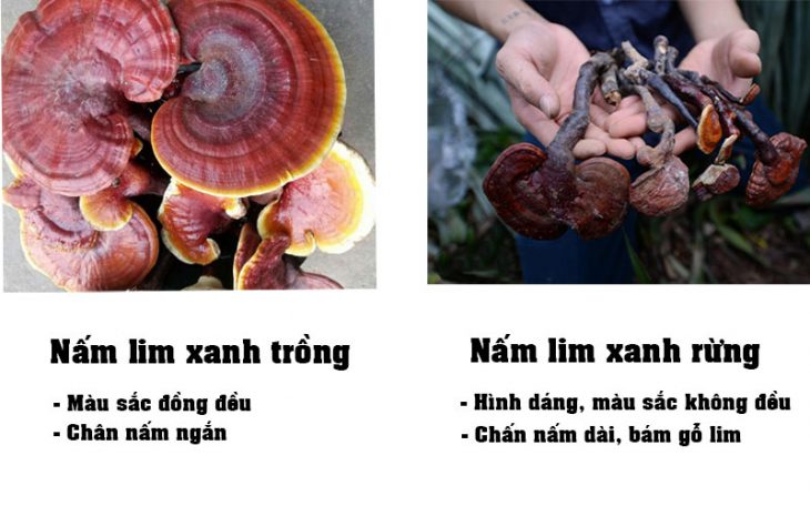 Cách nhận biết nấm lim xanh rừng và nấm lim xanh trồng bằng mắt thường