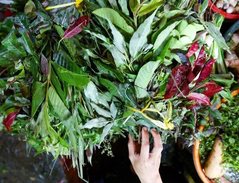 Các loại lá tắm chữa viêm da cơ địa rất dễ kiếm và rẻ tiền