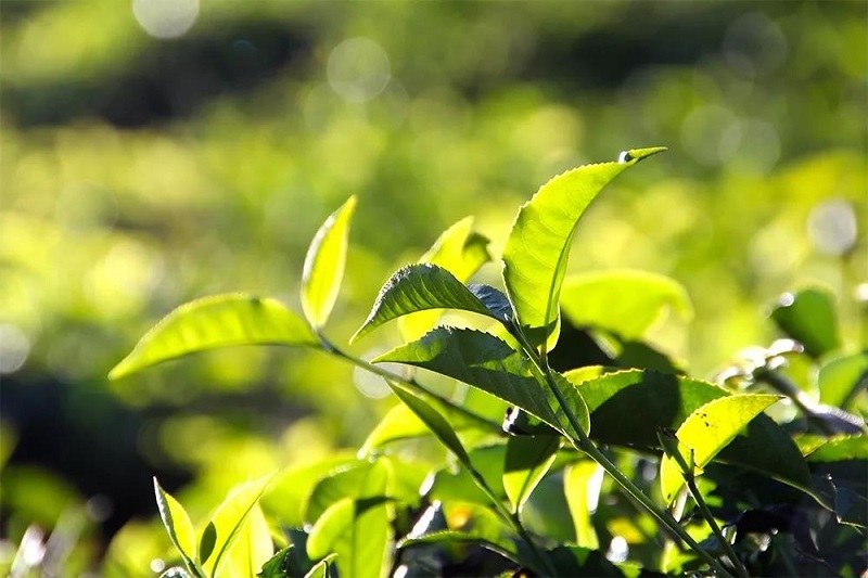 Lá trà xanh rất hiệu quả trong điều trị các bệnh về da liễu