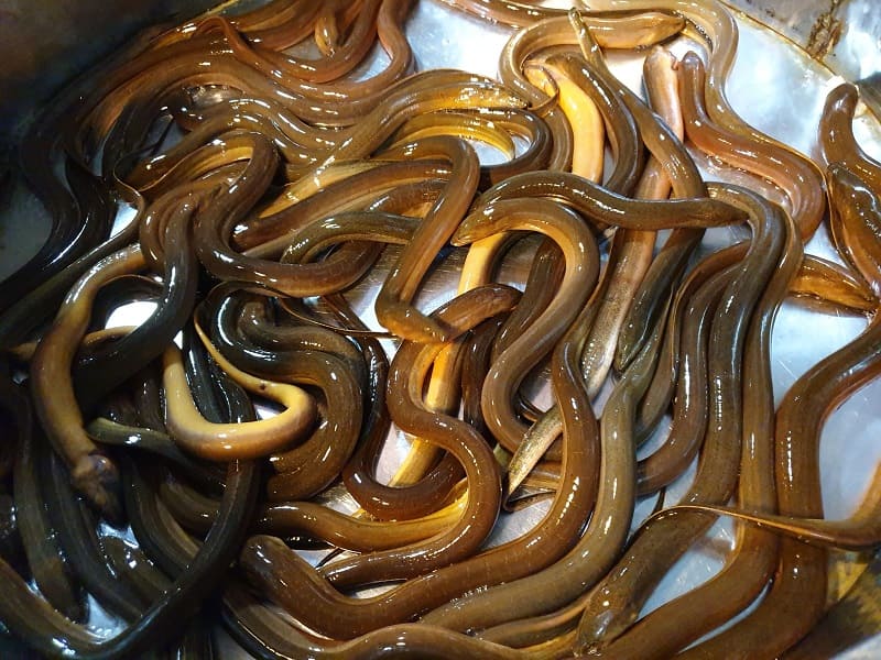Lươn nấu đảng sâm chữa đau dạ dày