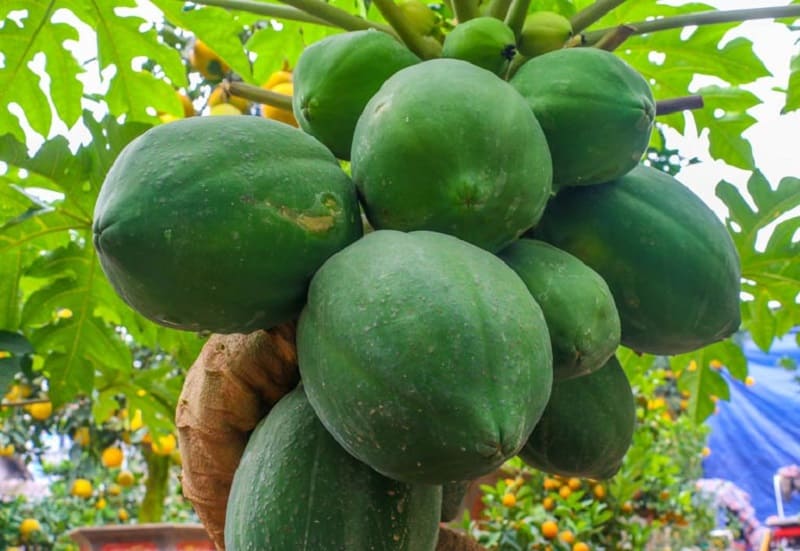 Bài thuốc dân gian chữa bệnh đau dạ dày từ cây đu đủ