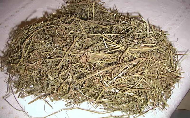 Tất cả bộ phận của cây đều được dùng làm thuốc