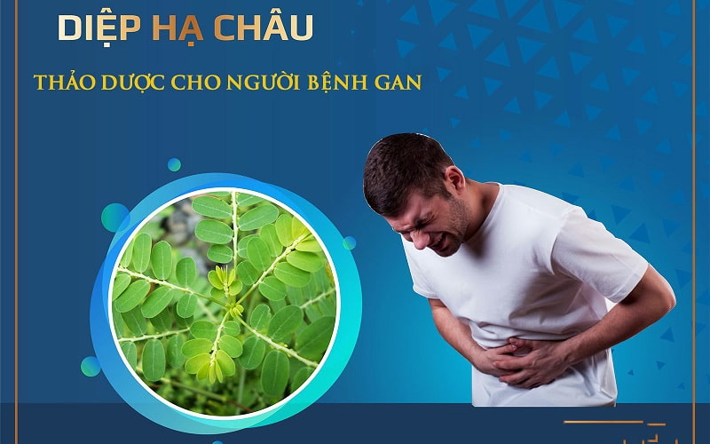 Diệp hạ châu là thảo dược quý cho người bệnh gan