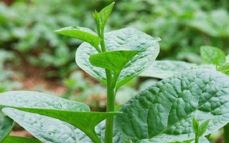 Lá mồng tơi rất tốt cho nam giới mắc chứng di tinh