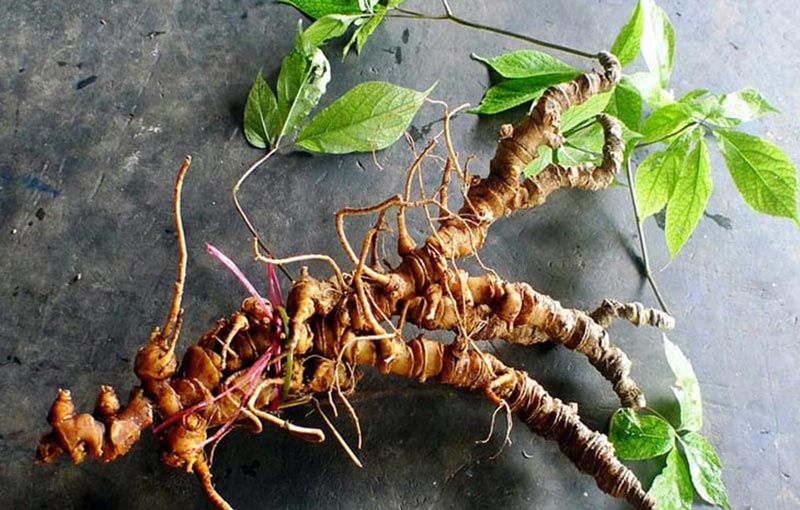 Loại sâm có chứa nhiều hoạt chất saponin nhiều nhất thế giới