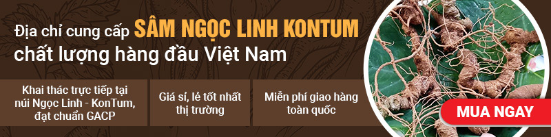 Sâm Ngọc Linh Vietfarm chất lượng cao
