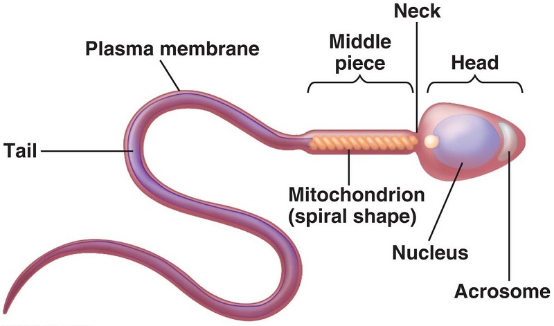 Tinh trùng đầu nhỏ ít acrosome là tình trạng thường gặp