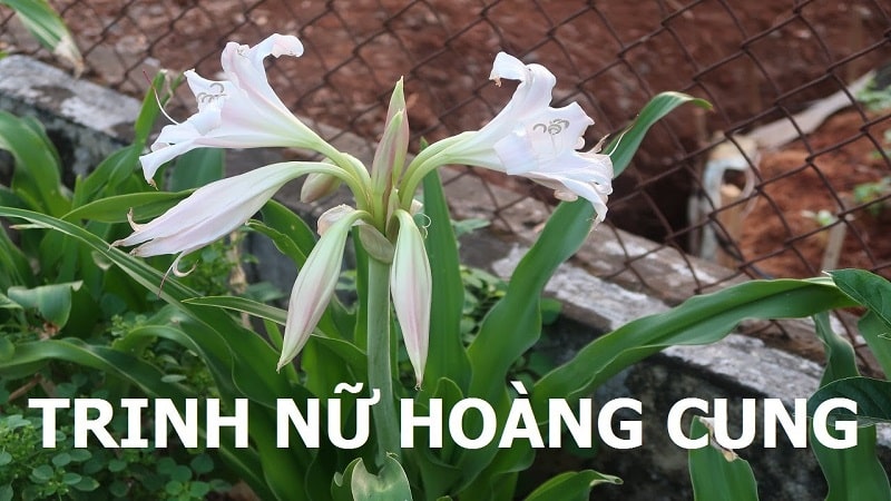Cây trinh nữ hoàng cung trong môi trường tự nhiên
