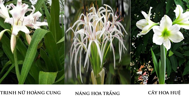 Phân biệt trinh nữ hoàng cung và các cây khác
