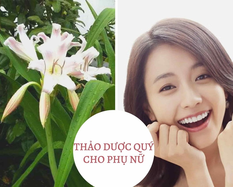 Trinh nữ hoàng cung là thảo dược quý cho phụ nữ