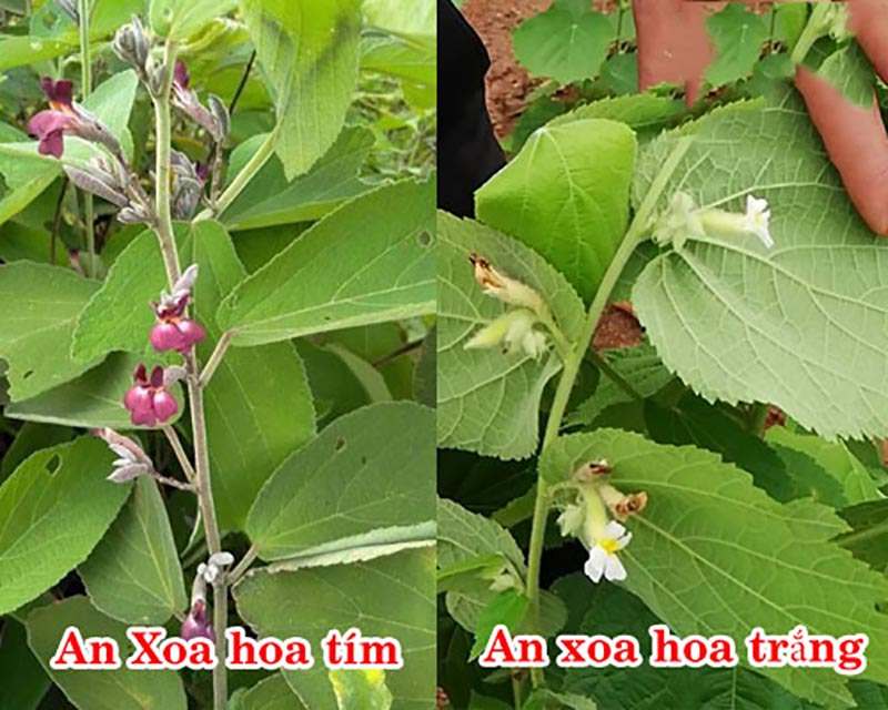 Cây an xoa có 2 loại gồm loại hoa tím và loại hoa trắng