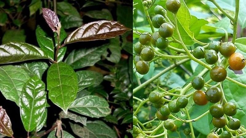 Nhận biết xạ đen và xạ vàng