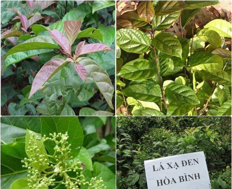 Có rất nhiều bài thuốc dân gian hiệu quả từ loài cây này