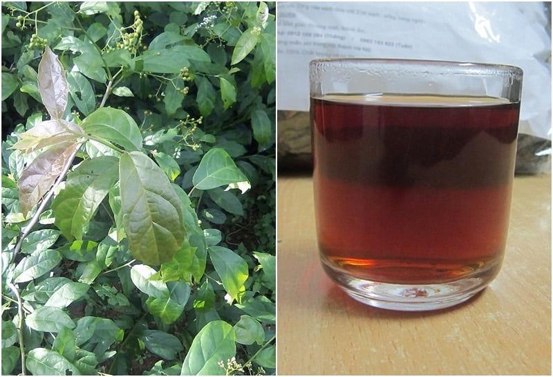 Nước sắc từ xạ đen mang lại nhiều công dụng