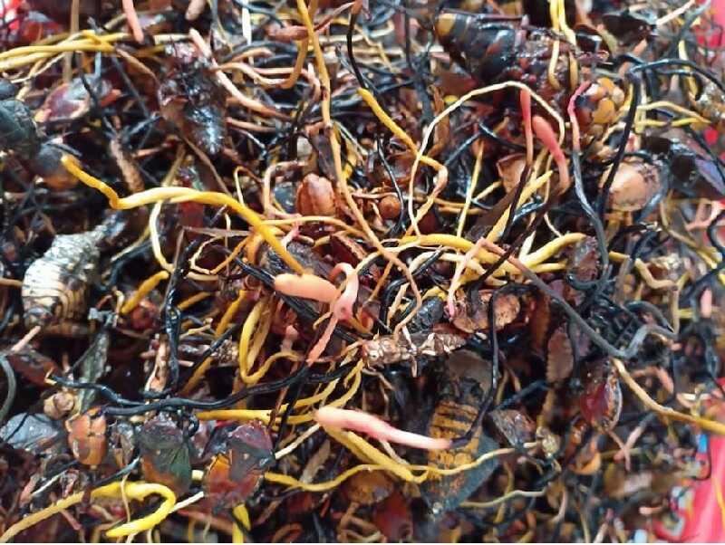 Nấm Cordyceps ký sinh bên trong cơ thể của các con bọ xít tạo nên vị thuốc quý