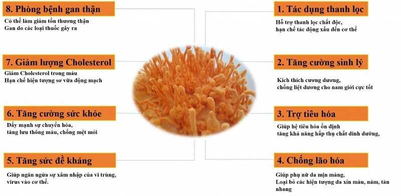 Một số tác dụng của trùng thảo nuôi cấy
