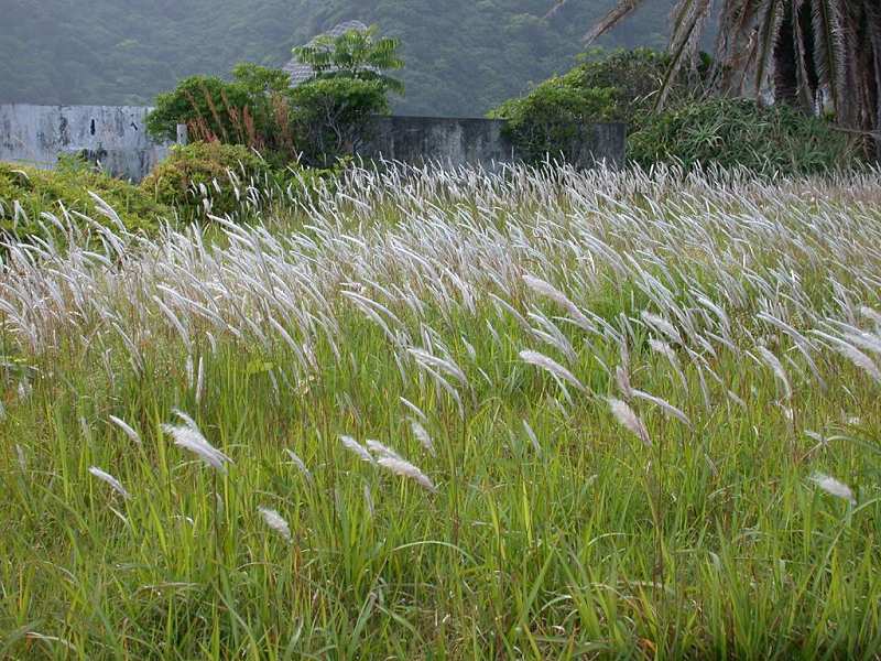 Rễ cỏ tranh chữa bệnh thận yếu