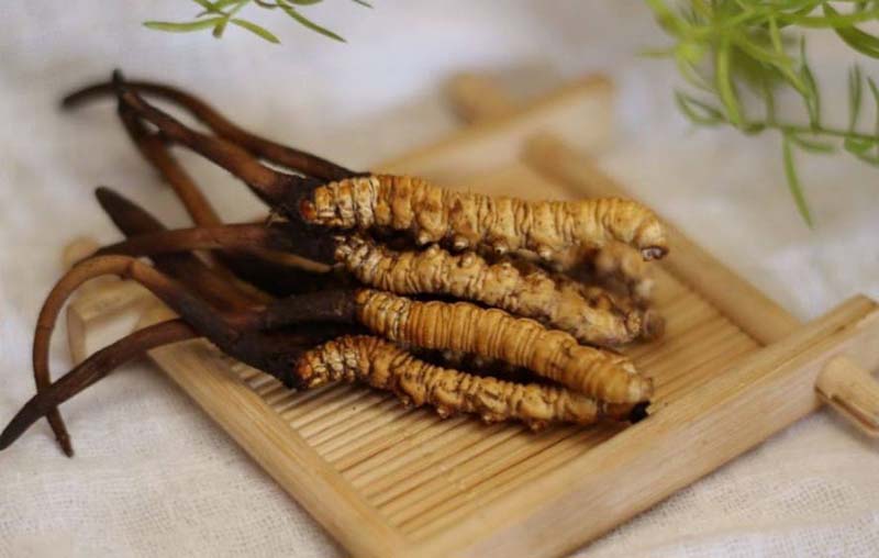 Rượu đông trùng hạ thảo có công dụng gì? Dùng như thế nào?