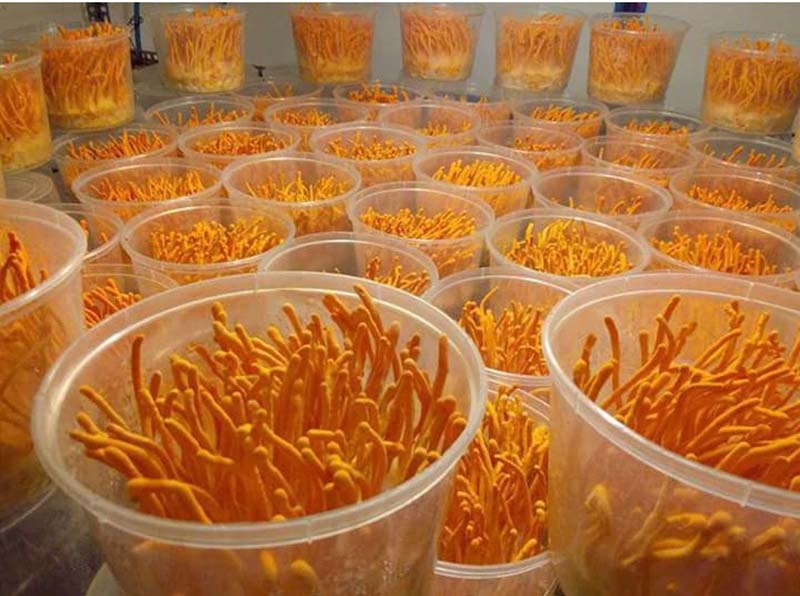Dạng nấm quả thể tươi nguyên chất hoặc dạng nguyên con là các sản phẩm được khuyên dùng khi tiến hành ngâm rượu