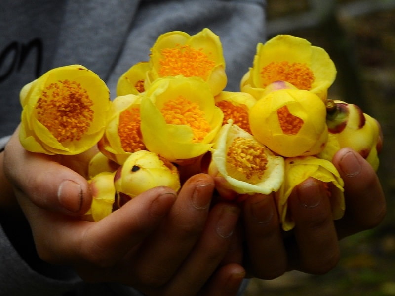 Bộ phận dùng làm thuốc là lá, búp non, hoa