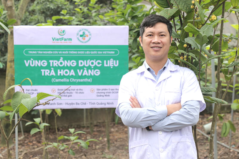 Vùng trồng trà hoa vàng đạt chuẩn GACP - WHO của Vietfarm tại Ba Chẽ - Quảng Ninh