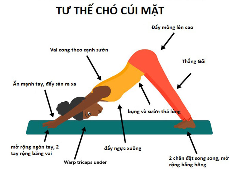 Tư thế chó cúi mặt giúp trị viêm xoang