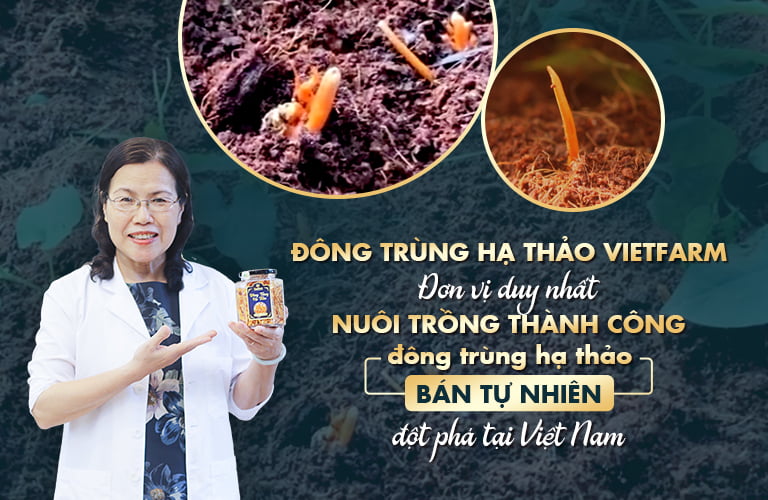 Đông trùng hạ thảo Vietfarm nuôi trồng bán tự nhiên đột phá