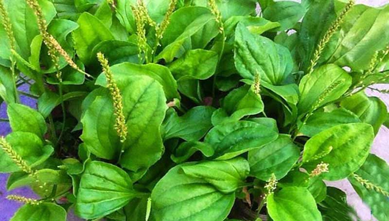 Hình ảnh quen thuộc của cây mã đề trong tự nhiên