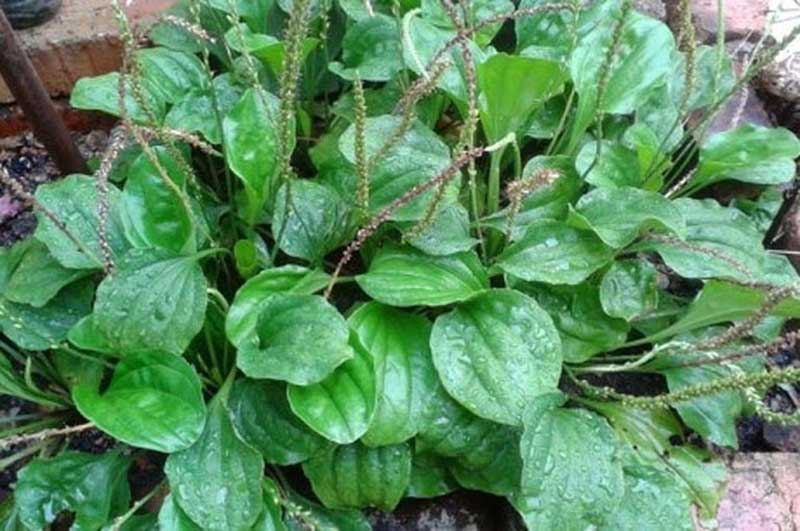 Cây mã đề mọc ở nhiều địa phương trên nước ta