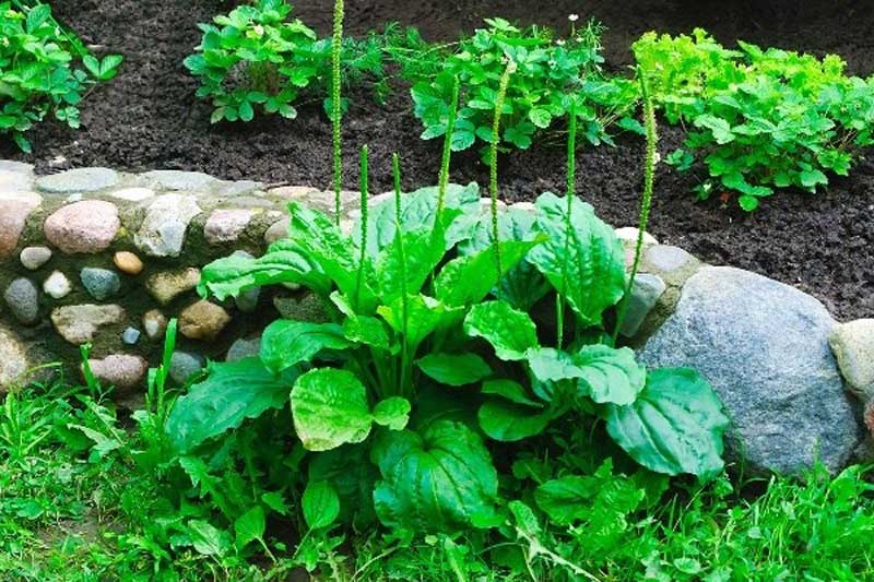 Tác dụng của cây thuốc được kiểm chứng trong khoa học hiện đại